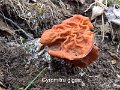 Gyromitra gigas-amf2259